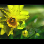 ... Kapka života ...