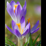 ... Šafrán jarní (Crocus vernus) II. ...