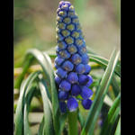 ...Hyacint východní - Hyacinthus orientalis...