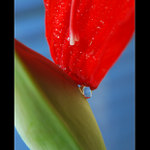 ... Skříplá kapka ...