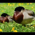 ... V říši spánku ...