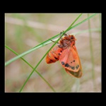 ... Ze světa hmyzu ...