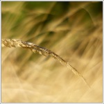 ...svetlo v tráve...