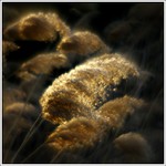 ...svetlo v tráve...