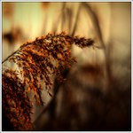 ...večer v tráve...