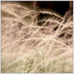 ...svetlo v tráve...