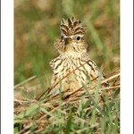 skřivan polní panker