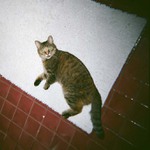 taky vase kocicka masturbuje na koberecku v koupelne??