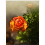 Ranunculus