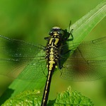 odpočinek v trávě