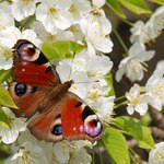 na třešňovém květu