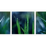 *** Ranní blues ***