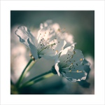 *** Naslouchání ***