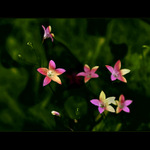 ***DUHOVÉ SNĚNÍ***