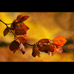 ***PŘÍRODA UMÍ ZAHŘÁT***