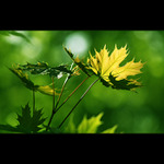 ***POKLIDNÁ HARMONIE***