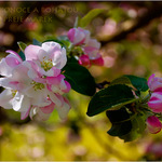 VESELÉ VELIKONOCE VŠEM