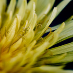 Svět pylu - pampeliska