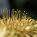 Svět pylu - pampeliska 2