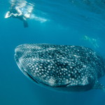 Velká ryba malým foťákem...