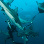 Sharks