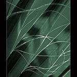 Čmárání v palmoví