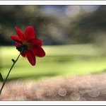 Jiřina v botanické zahradě