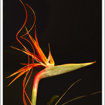 Strelicie
