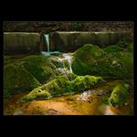 ...ve stínu lesa...