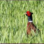 Kdepak jsou ty slepičky ?