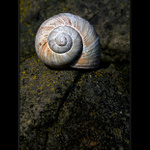 Maringotka k pronajmutí