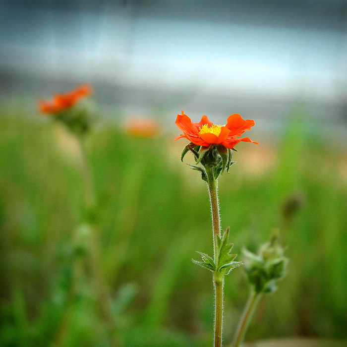 .: BOTANICKÁ II. :.