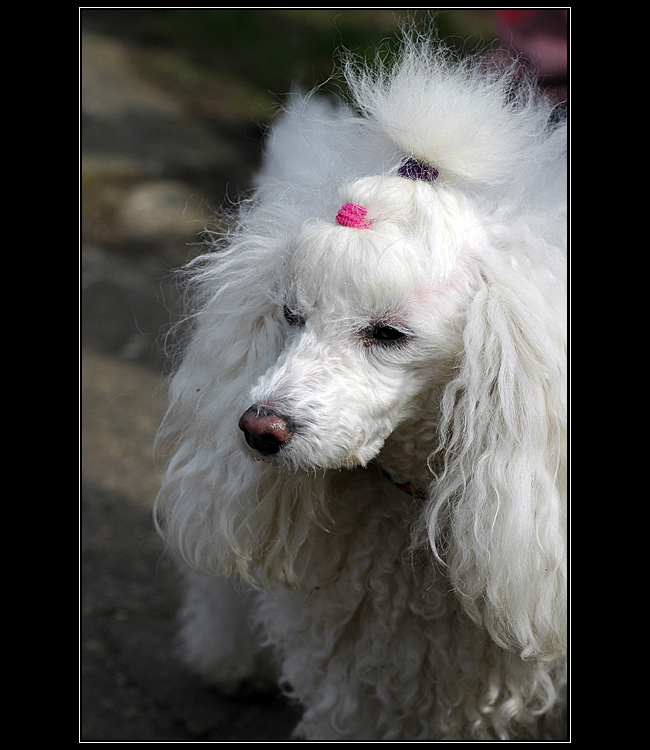 Psí portrét fešandy...