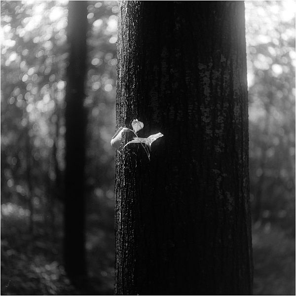 Solitér