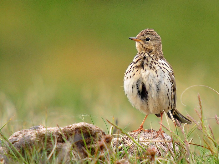  ...Z dánského vřesoviště...