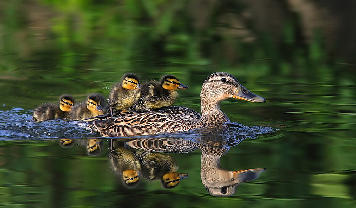 Rodinný výlet