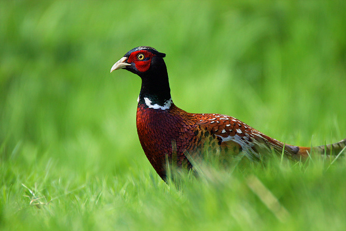 Ranní Polygamní Druh