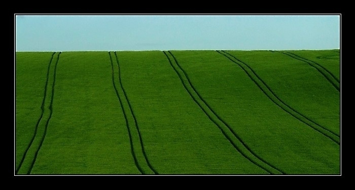 Zelený koberec