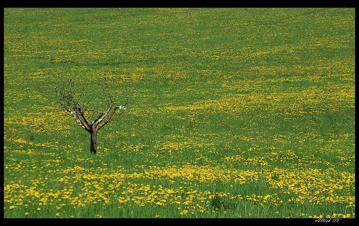 Sám mezi pampeliškami