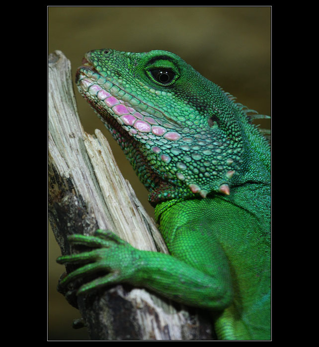 Iguana iguana