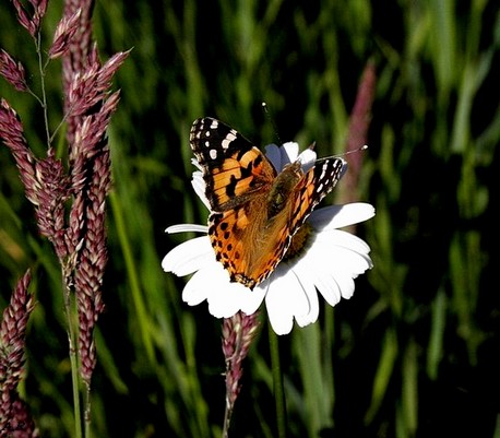 sunny butterfly