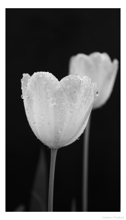 Tulipány 2
