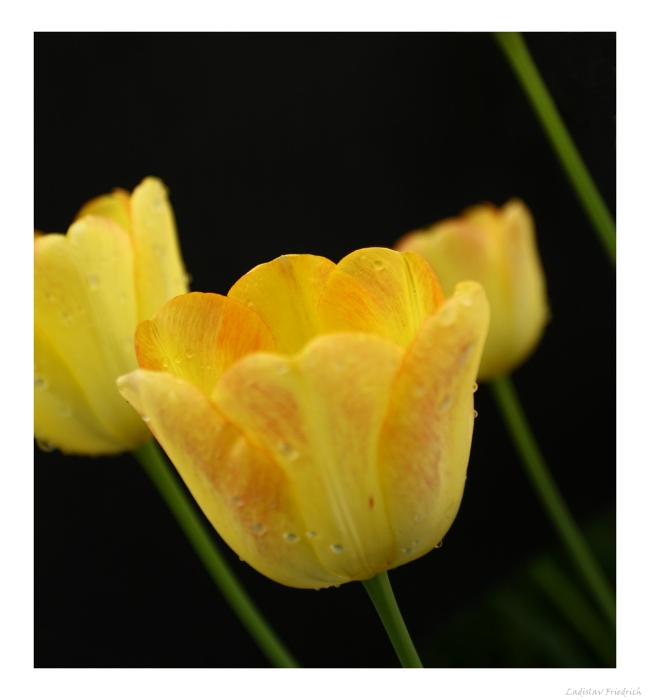 Tulipány 3