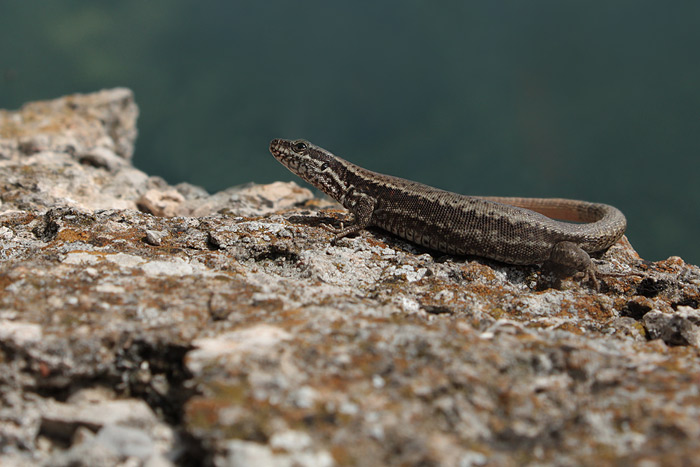 ...Jašterica múrová(Podarcis muralis)...