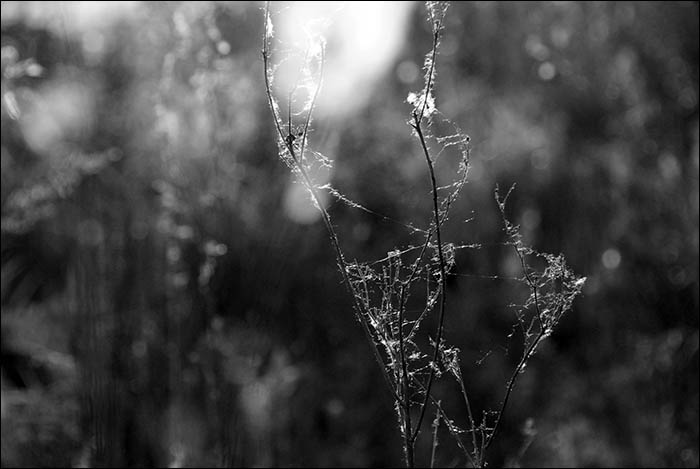  Liberatio