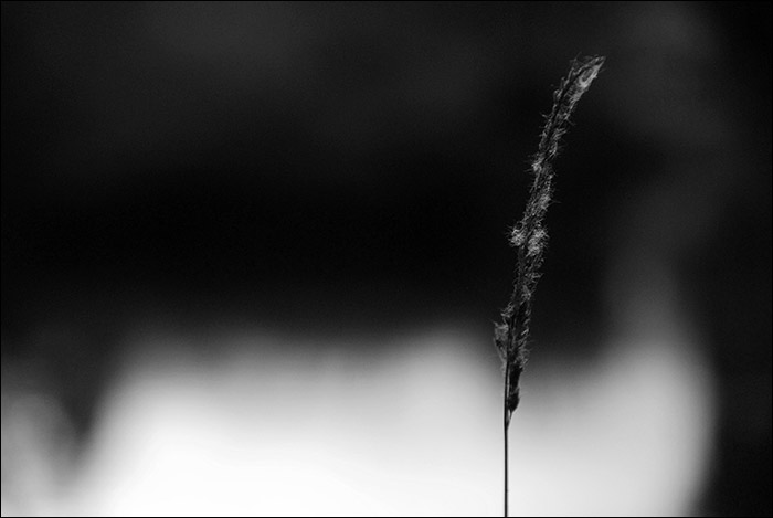  Desolatus