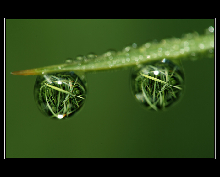 Duo