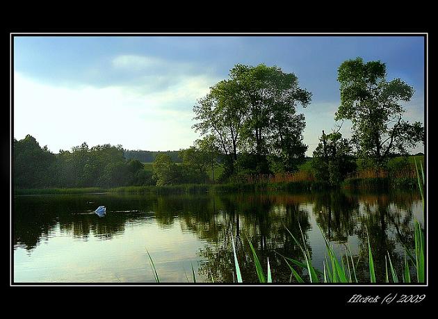 labuť, která se pokouší spáchat sebevraždu utopením