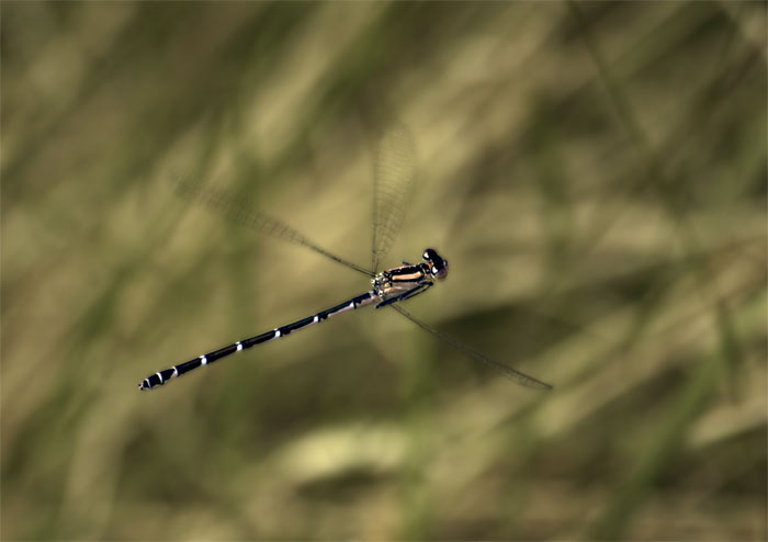 zz