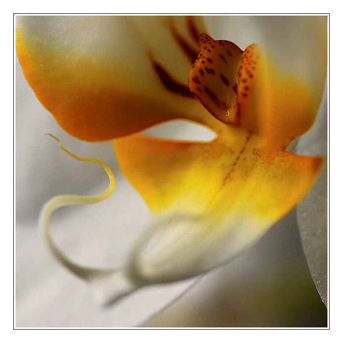 orchidejka